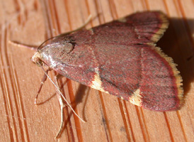 Yellow-fringed Dolichomia